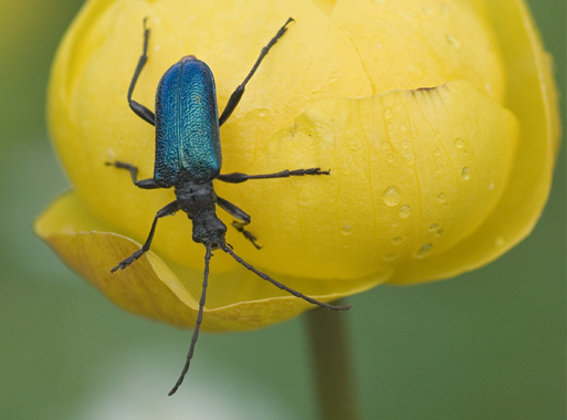 Gaurotes virginea